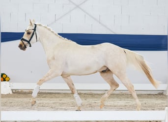 Deutsches Reitpony, Hengst, 4 Jahre, 145 cm, Palomino