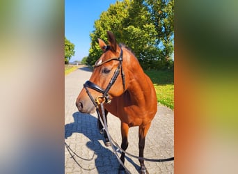 Deutsches Reitpony, Hengst, 4 Jahre, 146 cm, Brauner Deutsches Reitpony, Hengst, 4 Jahre, 146 cm, Brauner