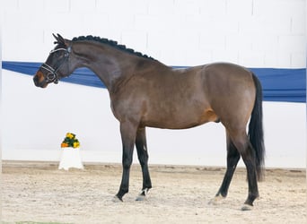 Deutsches Reitpony, Hengst, 4 Jahre, 146 cm, Brauner