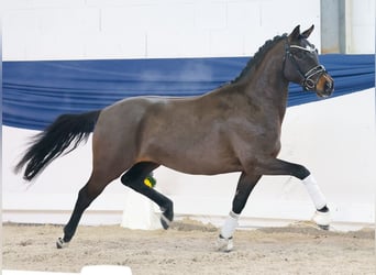 Deutsches Reitpony, Hengst, 4 Jahre, 146 cm, Brauner