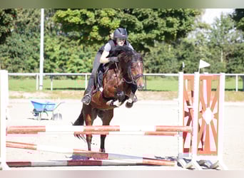 Deutsches Reitpony, Hengst, 4 Jahre, 146 cm, Brauner