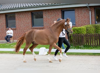 Deutsches Reitpony, Hengst, 4 Jahre, 146 cm, Dunkelfuchs