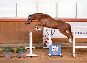 Deutsches Reitpony, Hengst, 4 Jahre, 146 cm, Dunkelfuchs