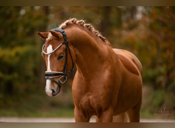 Deutsches Reitpony, Hengst, 4 Jahre, 146 cm, Fuchs