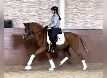 Deutsches Reitpony, Hengst, 4 Jahre, 146 cm, Fuchs