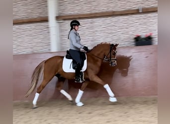 Deutsches Reitpony, Hengst, 4 Jahre, 146 cm, Fuchs