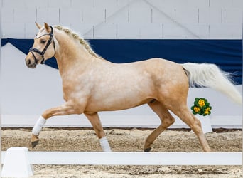 Deutsches Reitpony, Hengst, 4 Jahre, 146 cm, Palomino
