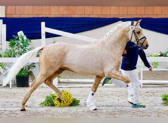 Deutsches Reitpony, Hengst, 4 Jahre, 146 cm, Palomino