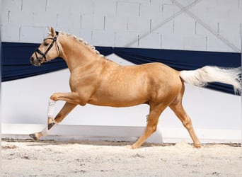 Deutsches Reitpony, Hengst, 4 Jahre, 146 cm, Palomino