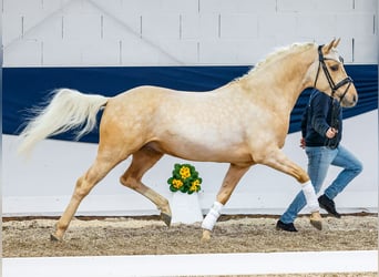 Deutsches Reitpony, Hengst, 4 Jahre, 146 cm, Palomino