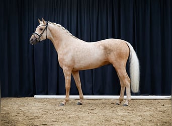 Deutsches Reitpony, Hengst, 4 Jahre, 146 cm, Palomino
