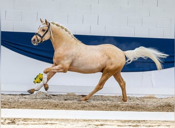Deutsches Reitpony, Hengst, 4 Jahre, 146 cm, Palomino