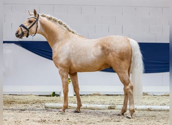 Deutsches Reitpony, Hengst, 4 Jahre, 146 cm, Palomino