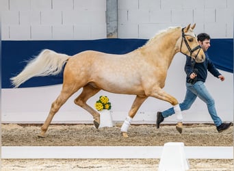 Deutsches Reitpony, Hengst, 4 Jahre, 146 cm, Palomino