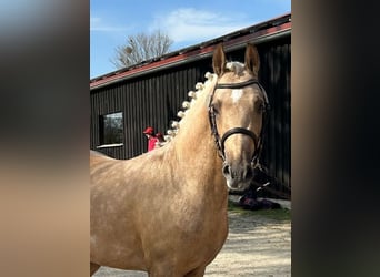 Deutsches Reitpony, Hengst, 4 Jahre, 146 cm, Palomino