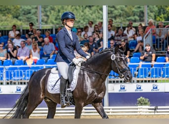 Deutsches Reitpony, Hengst, 4 Jahre, 146 cm, Rappe