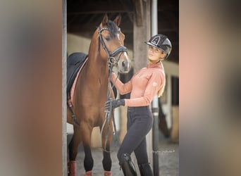 Deutsches Reitpony, Hengst, 4 Jahre, 147 cm, Dunkelbrauner