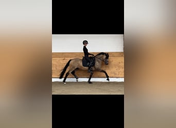 Deutsches Reitpony, Hengst, 4 Jahre, 147 cm, Falbe