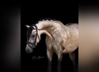 Deutsches Reitpony, Hengst, 4 Jahre, 147 cm, Falbe