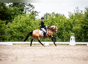 Deutsches Reitpony, Hengst, 4 Jahre, 147 cm, Falbe