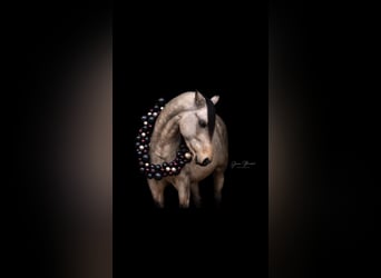 Deutsches Reitpony, Hengst, 4 Jahre, 147 cm, Falbe
