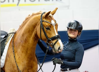 Deutsches Reitpony, Hengst, 4 Jahre, 147 cm, Fuchs