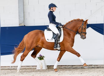 Deutsches Reitpony, Hengst, 4 Jahre, 147 cm, Fuchs
