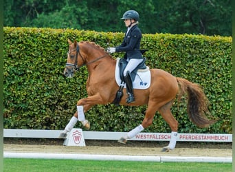 Deutsches Reitpony, Hengst, 4 Jahre, 147 cm, Fuchs