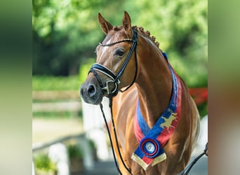 Deutsches Reitpony, Hengst, 4 Jahre, 147 cm, Fuchs