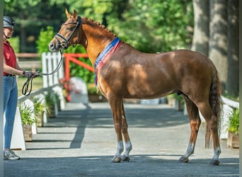 Deutsches Reitpony, Hengst, 4 Jahre, 147 cm, Fuchs