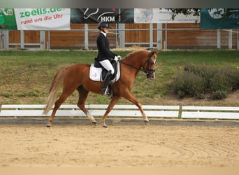 Deutsches Reitpony, Hengst, 4 Jahre, 147 cm, Fuchs