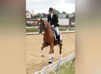 Deutsches Reitpony, Hengst, 4 Jahre, 147 cm, Fuchs