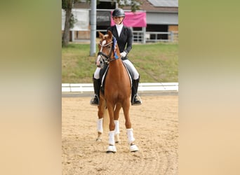 Deutsches Reitpony, Hengst, 4 Jahre, 147 cm, Fuchs