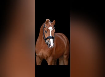 Deutsches Reitpony, Hengst, 4 Jahre, 147 cm, Fuchs