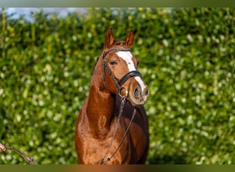 Deutsches Reitpony, Hengst, 4 Jahre, 147 cm, Fuchs
