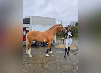 Deutsches Reitpony, Hengst, 4 Jahre, 147 cm, Palomino
