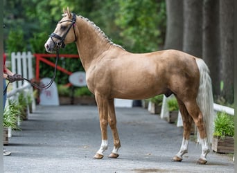 Deutsches Reitpony, Hengst, 4 Jahre, 147 cm, Palomino