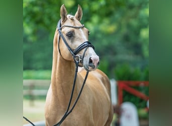 Deutsches Reitpony, Hengst, 4 Jahre, 147 cm, Palomino