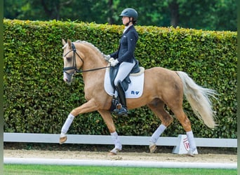 Deutsches Reitpony, Hengst, 4 Jahre, 147 cm, Palomino