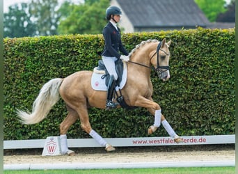 Deutsches Reitpony, Hengst, 4 Jahre, 147 cm, Palomino