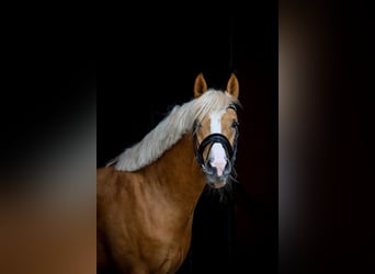 Deutsches Reitpony, Hengst, 4 Jahre, 147 cm, Palomino