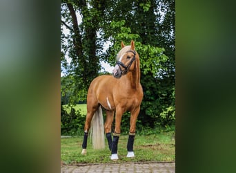 Deutsches Reitpony, Hengst, 4 Jahre, 147 cm, Palomino