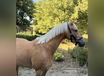 Deutsches Reitpony, Hengst, 4 Jahre, 147 cm, Palomino