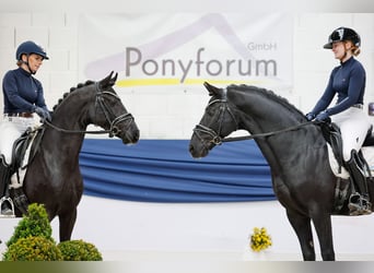 Deutsches Reitpony, Hengst, 4 Jahre, 147 cm, Rappe