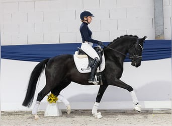 Deutsches Reitpony, Hengst, 4 Jahre, 147 cm, Rappe