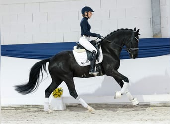 Deutsches Reitpony, Hengst, 4 Jahre, 147 cm, Rappe