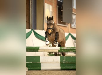 Deutsches Reitpony, Hengst, 4 Jahre, 148 cm, Buckskin
