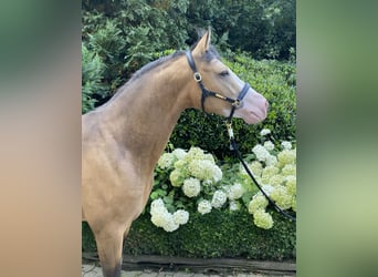 Deutsches Reitpony, Hengst, 4 Jahre, 148 cm