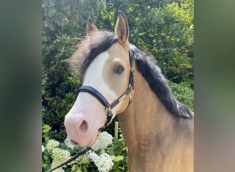 Deutsches Reitpony, Hengst, 4 Jahre, 148 cm
