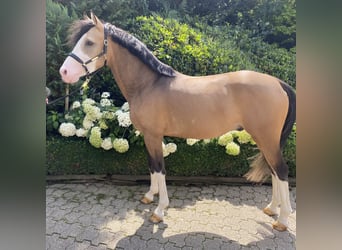 Deutsches Reitpony, Hengst, 4 Jahre, 148 cm